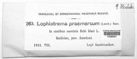 Lophiostoma macrostomum image